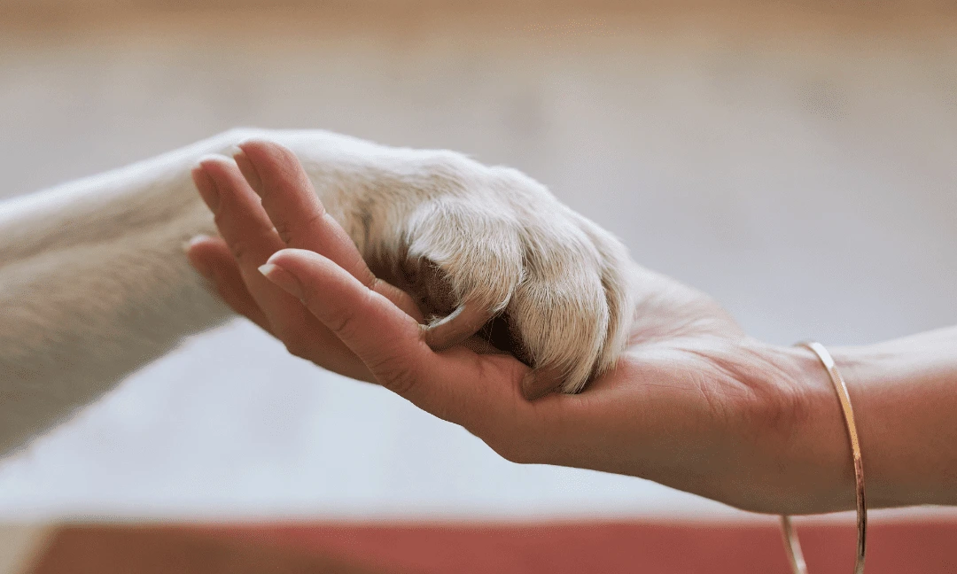 Helping Sports Stars Find Closure Exploring the Pet Cremation Journey