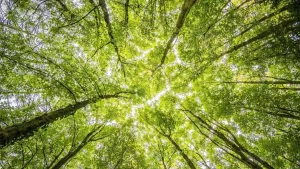 Corporate carbon offset strategies