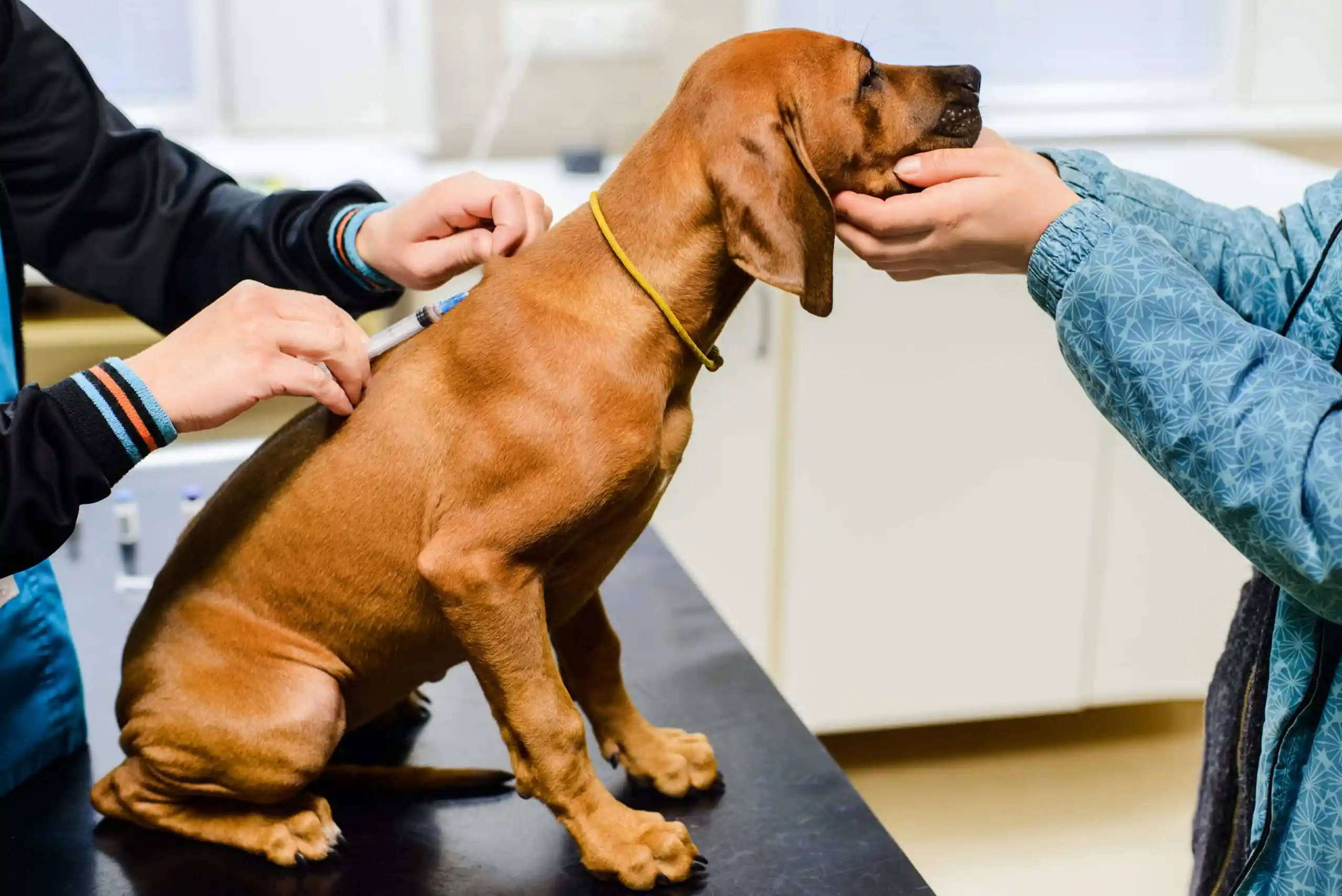 How Sportsmen Can Safely Give Injections to Dogs at Home