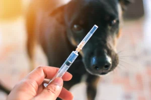 giving injections to dogs at home